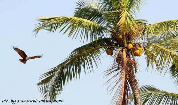 bird watching in goa, india