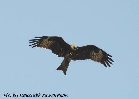 black kite