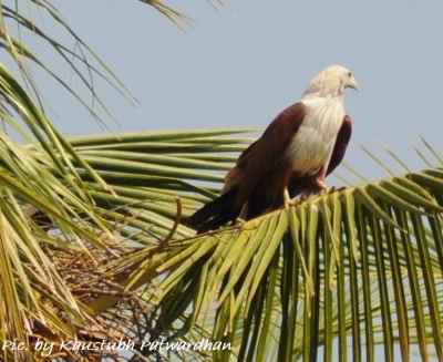 brahminy kite beside its nest