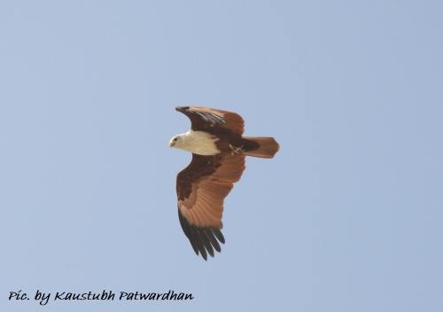 brahminy kite