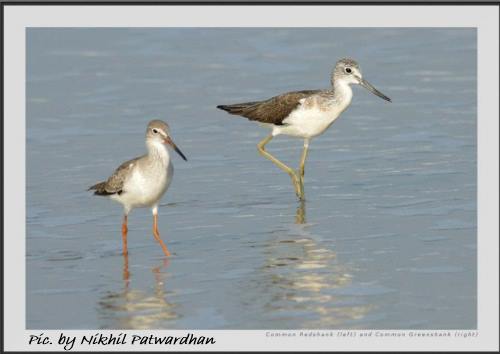 common redshank and common greenshank