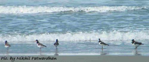 eurasian oystercatchers