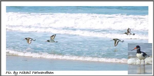 eurasian oystercatchers, goa