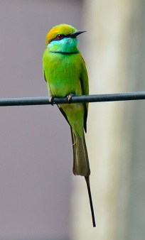 green_bee-eater