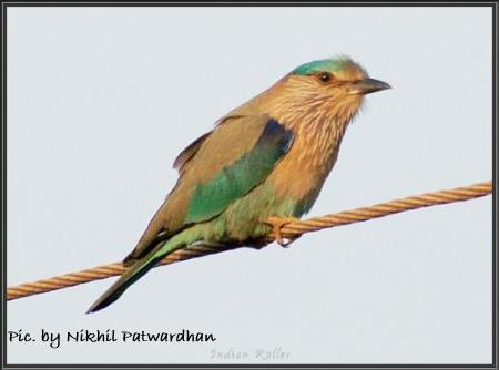 indian roller