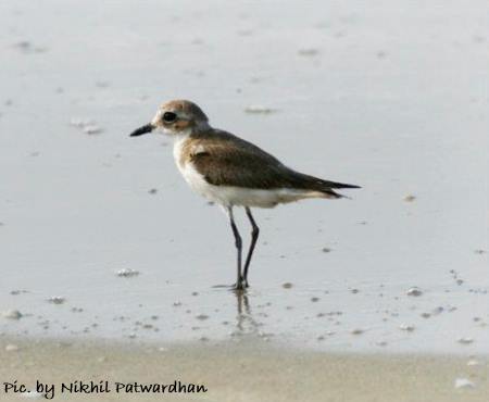 kentish plover