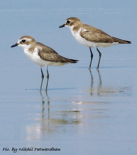 lesser sand plovers