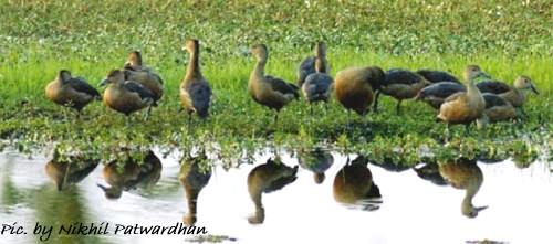 lesser whistling ducks