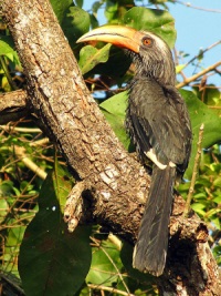 malabar grey hornbill