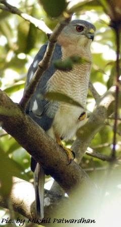 male shikra