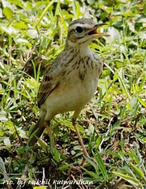 paddyfield pipit