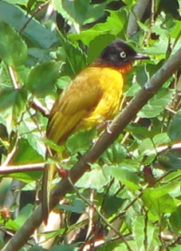 ruby-throated yellow bulbul