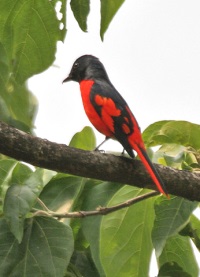 scarlet minivet