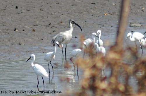 the black-headed ibis