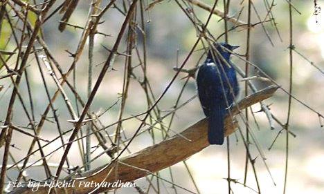 white-bellied blue flycatcher