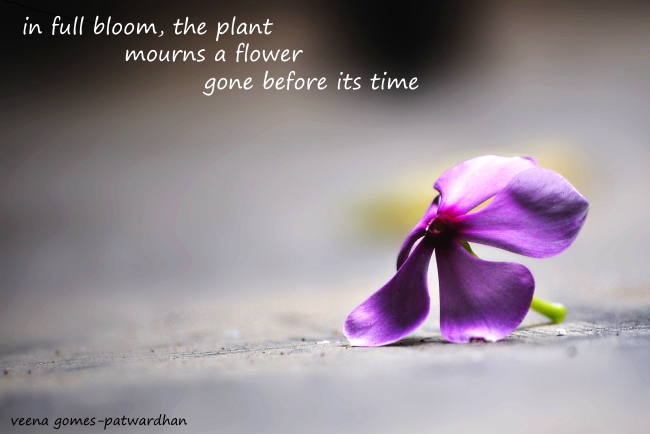 haiga fallen flower loss