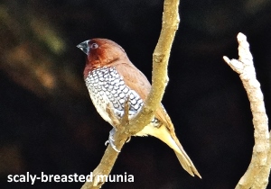 simple living scaly breasted munia